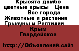 Крысята дамбо цветные крысы › Цена ­ 250 - Все города Животные и растения » Грызуны и Рептилии   . Крым,Гвардейское